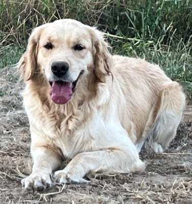 Étalon Golden Retriever - VANDA (Sans Affixe)