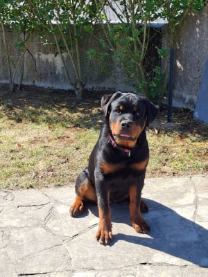 Étalon Rottweiler - Bonnie du champ des louves