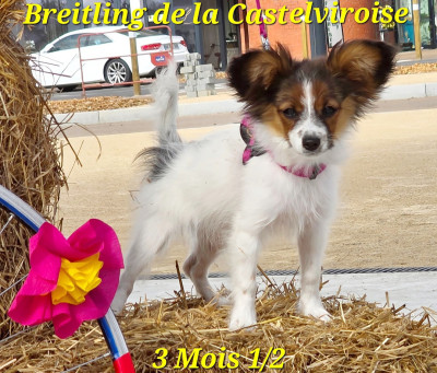 Étalon Epagneul nain Continental (Papillon) - Breitling De la castelviroise