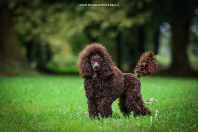 Étalon Caniche - Victorine à l'Ombre des Magnolias