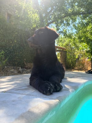 Étalon Flat Coated Retriever - Be a Lovely Girl Du Domaine De Maliba
