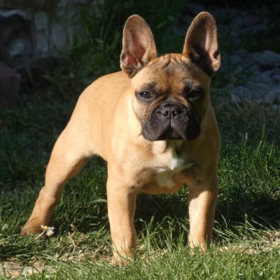Étalon Bouledogue français - De La Longère Du Geai Normand BEAUTY BEAST BRIGIT