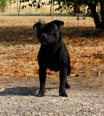 Étalon Staffordshire Bull Terrier - Actarus des Espoirs de Wallieux