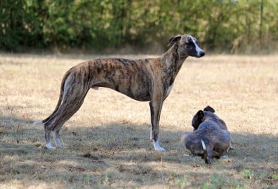 Étalon Whippet - Abalone Des Précieux Rubis