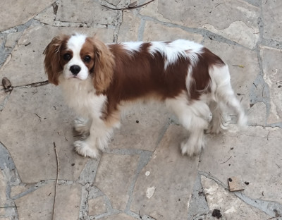 Étalon Cavalier King Charles Spaniel - A Kiss From France Of little by little