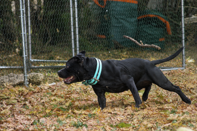 Étalon Staffordshire Bull Terrier - Arias Demon The Discord of Stafford Aventure