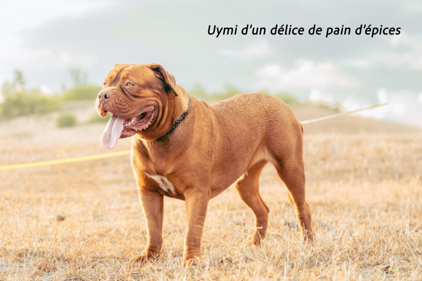 Publication : Des DDB De Bourbon