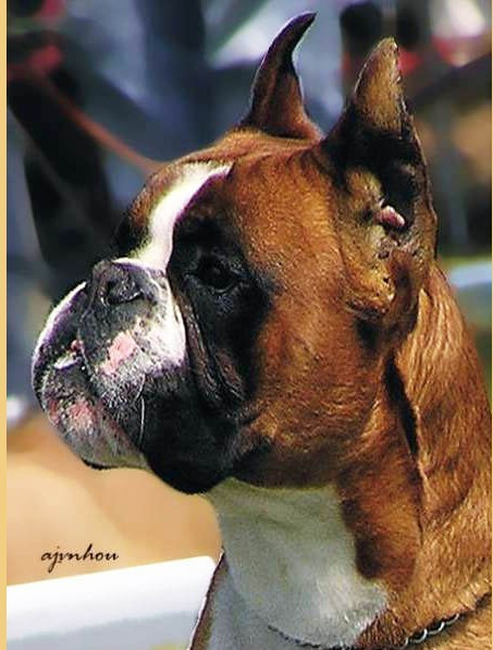 VALENTINO optima grata