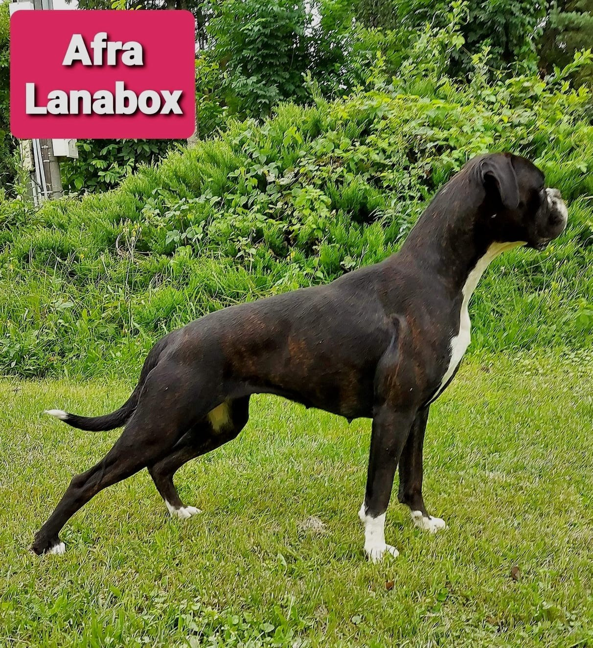 Afra Lanabox