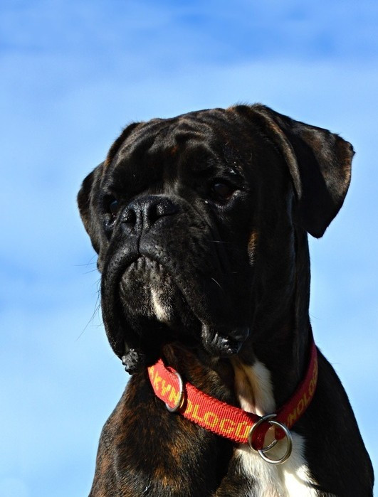 Ludens Gambrinus Canis