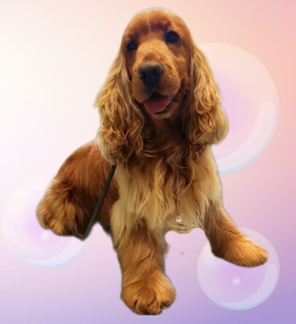 Publication : Of Shepherd's Paw Auteur : ofshepherdspaw