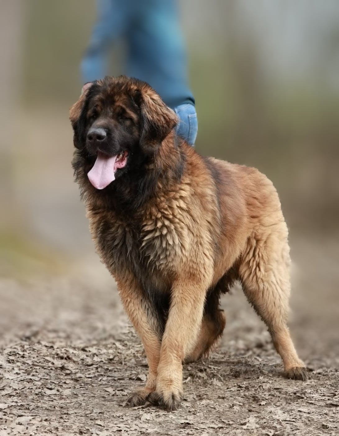 Publication : Du Temple De Jupiter 