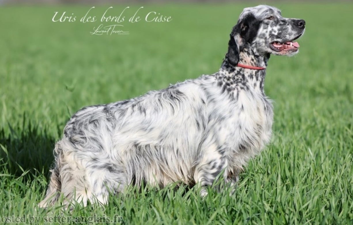 Uris Des Bords De Cisse
