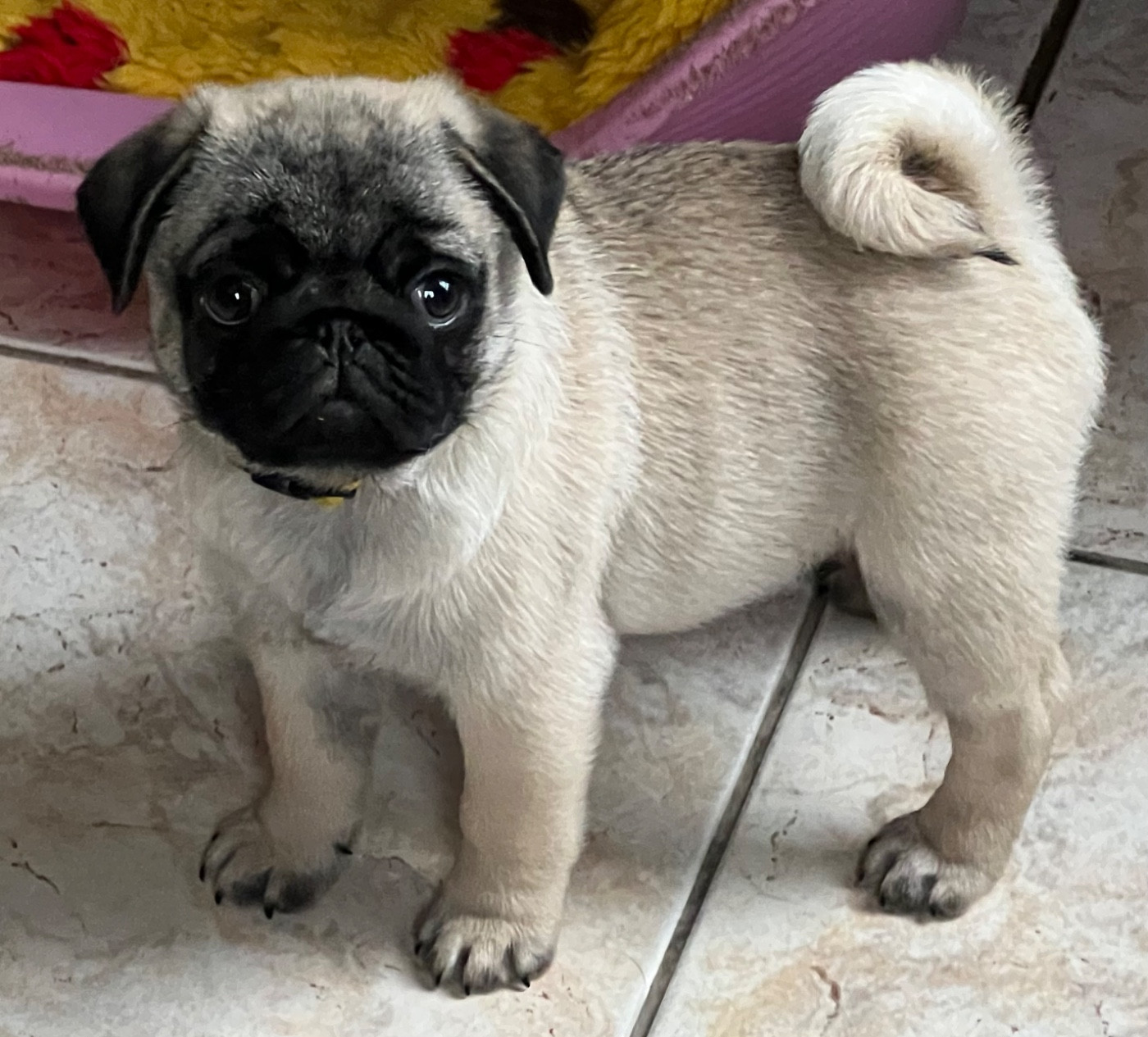 Publication : d'Amour du Temple Ming Kee Auteur : Christine Landry