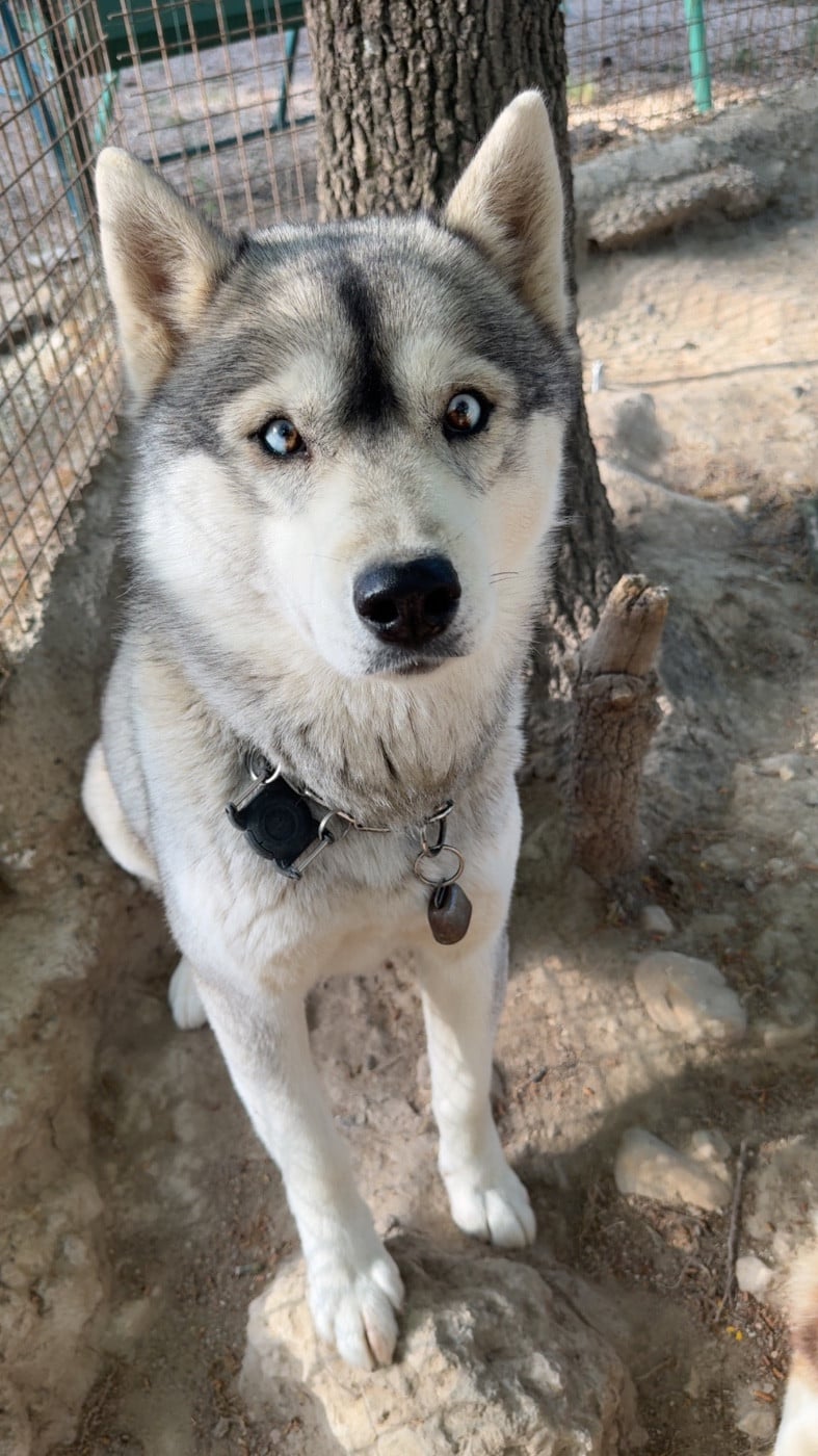 Publication : Des Loups De La Sainte Baume