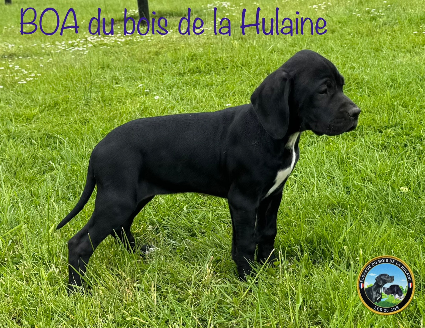Publication : du bois de la Hulaine Auteur : Dupas Philippe