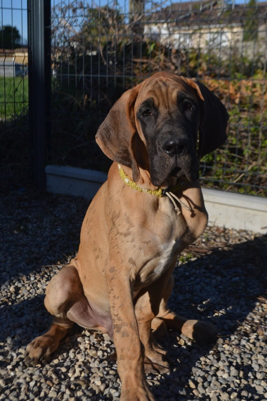 Publication : Elevage Des Tigres De Feu