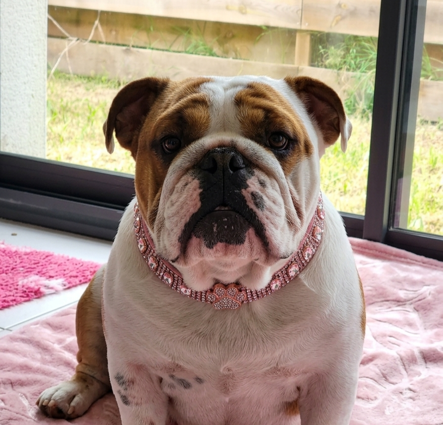 Publication : My Candy Love Bulldog Auteur : My candy love bulldog