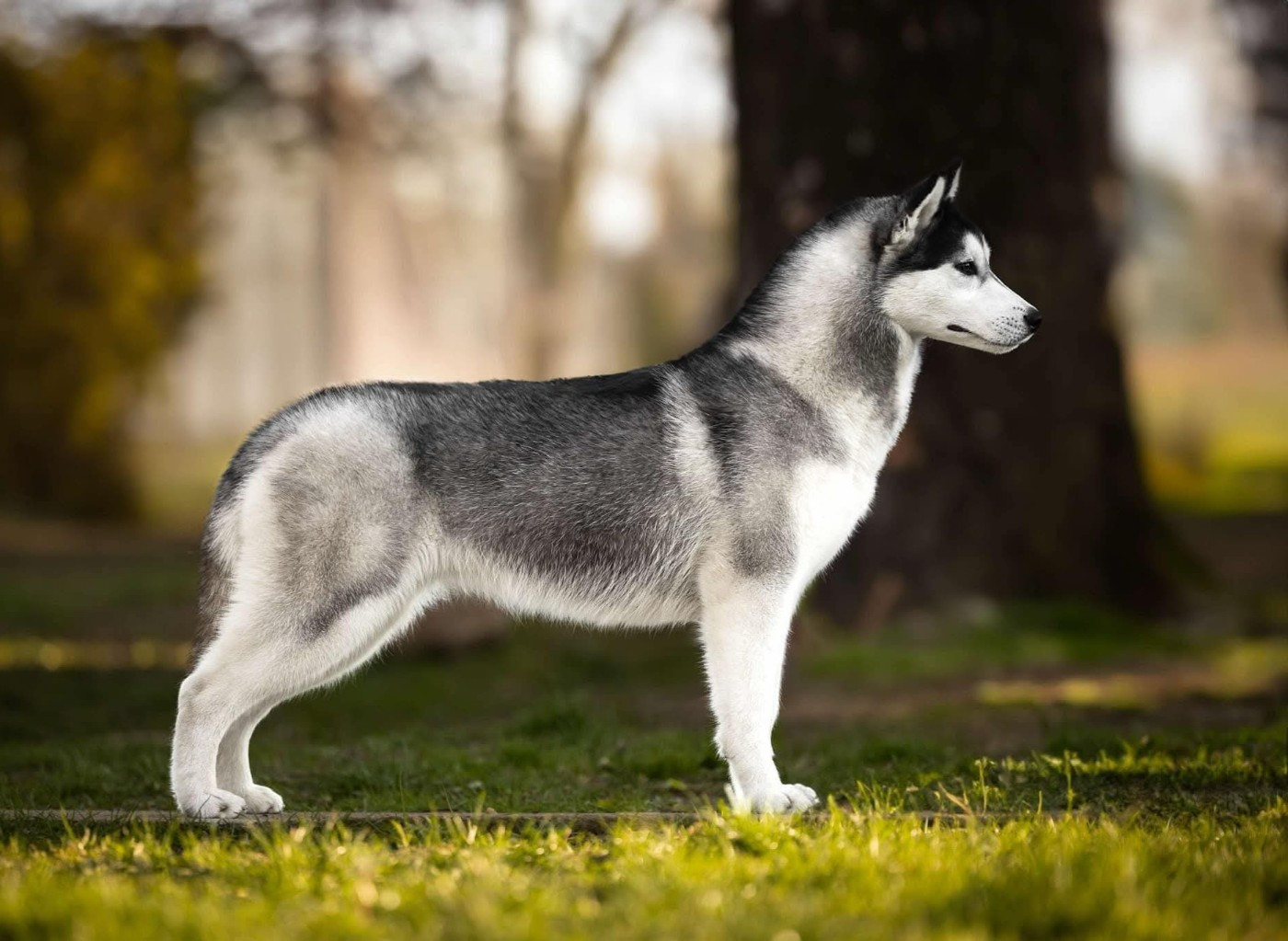 Publication : Wapidogs Family 