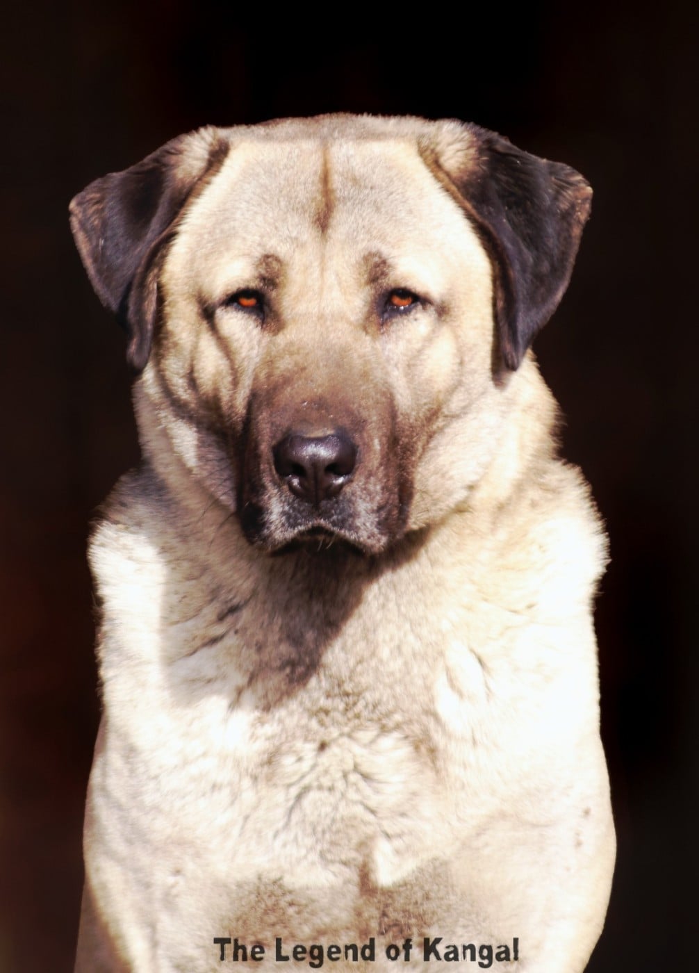 Publication : The Legend Of Kangal 
