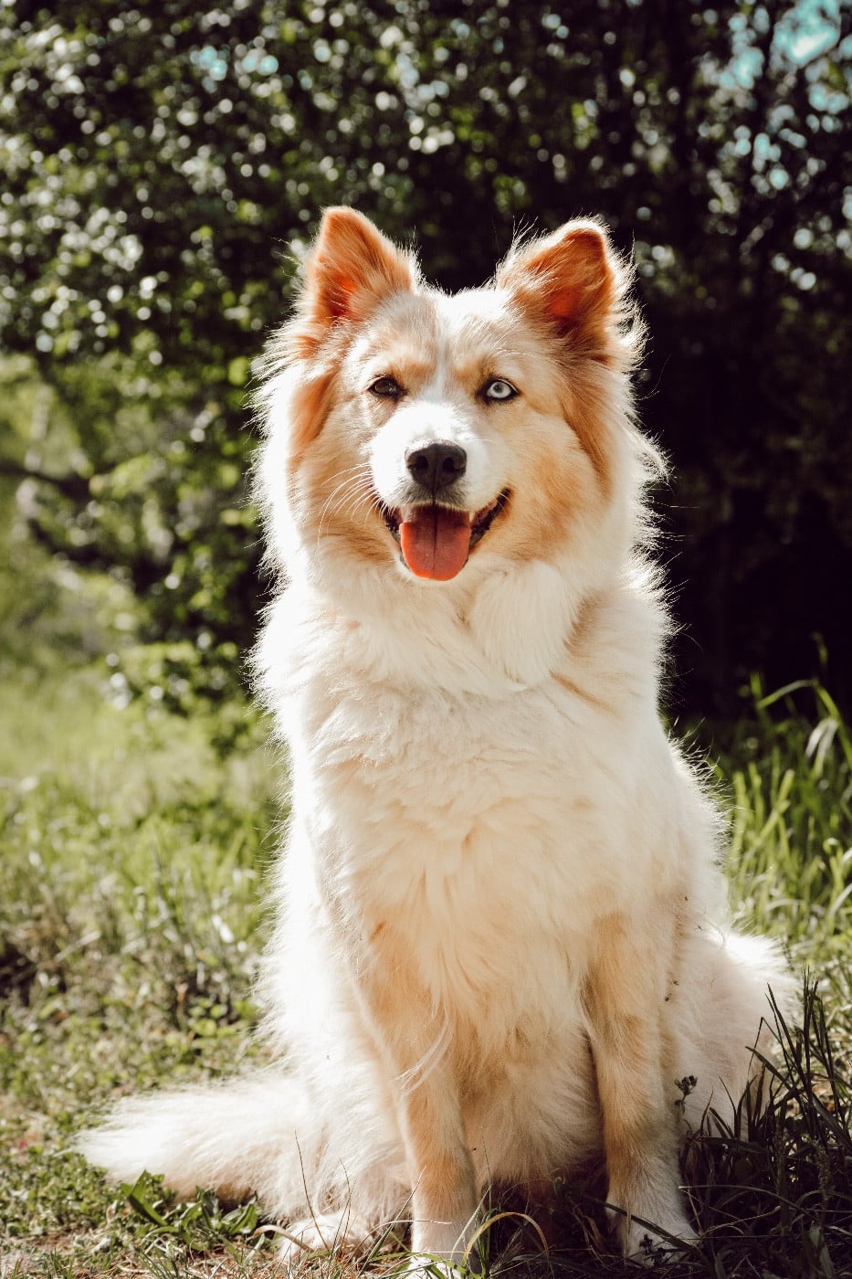 Publication : The Nordix Kennel Of The Wilds Auteur : Adreit Lola