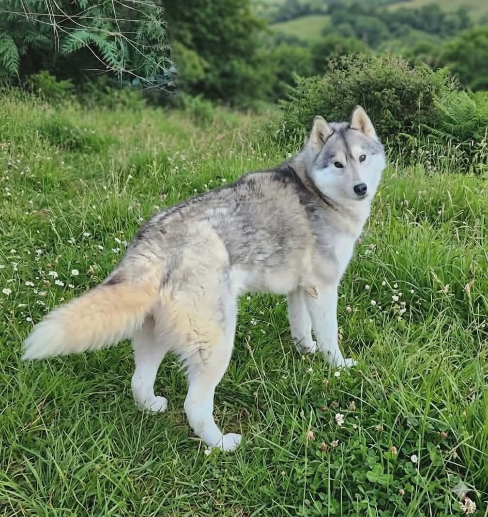 Publication : Wolves Of The Moon 