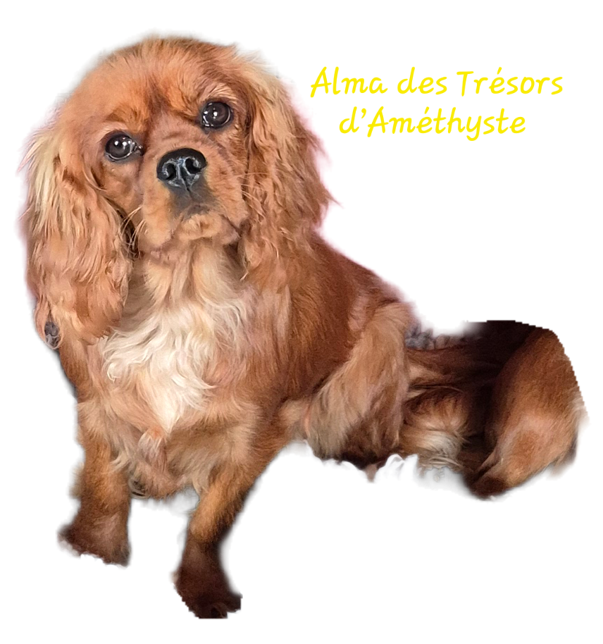 Publication : des Trésors d'Amethyste