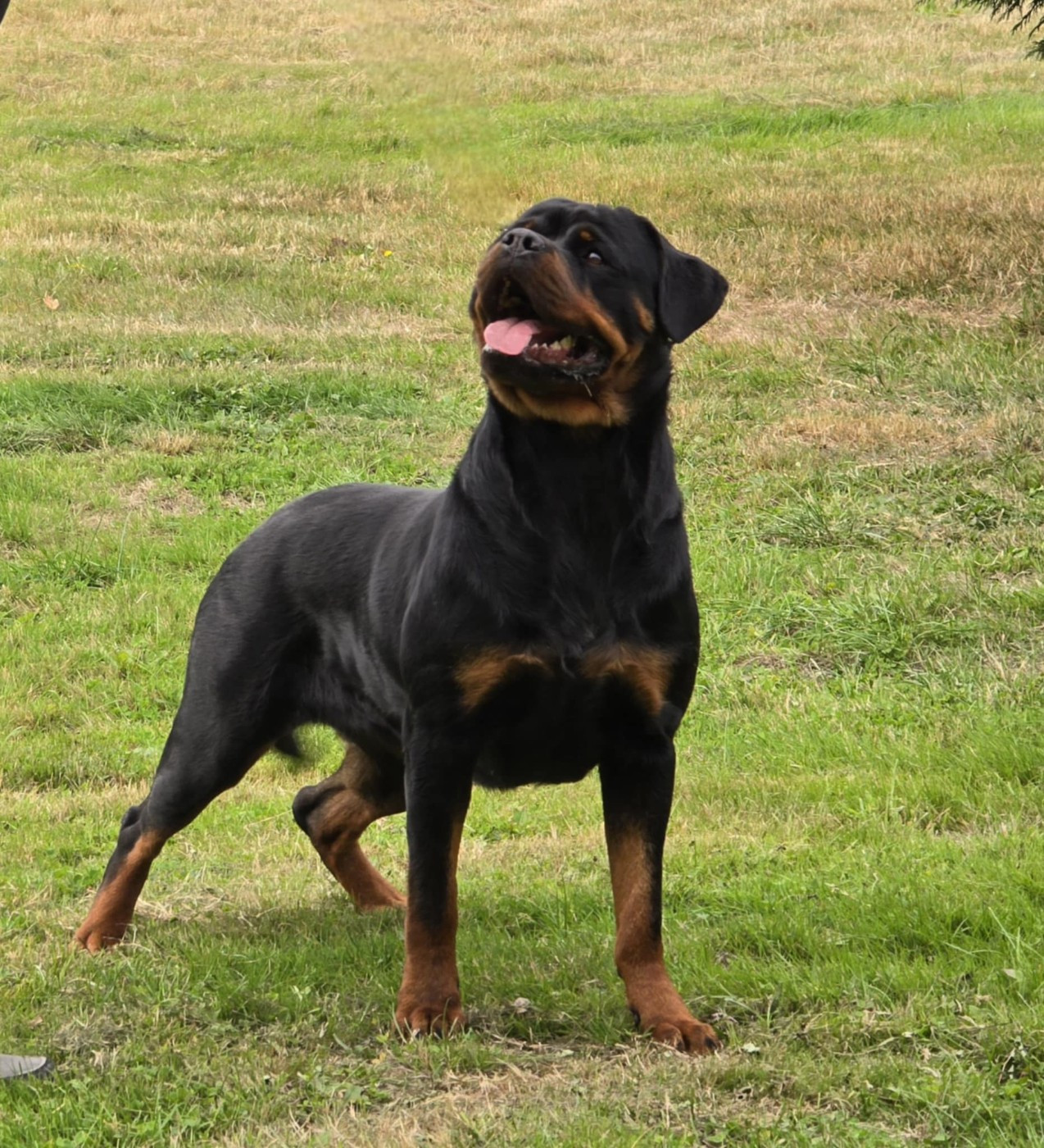 THAÏRA des Rotts de la Baronnie