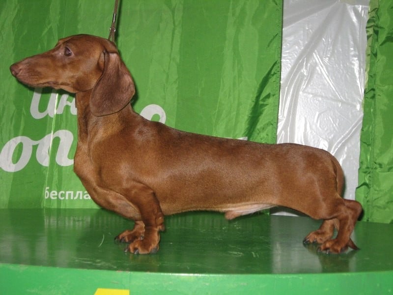 CH. minidogland Light rey