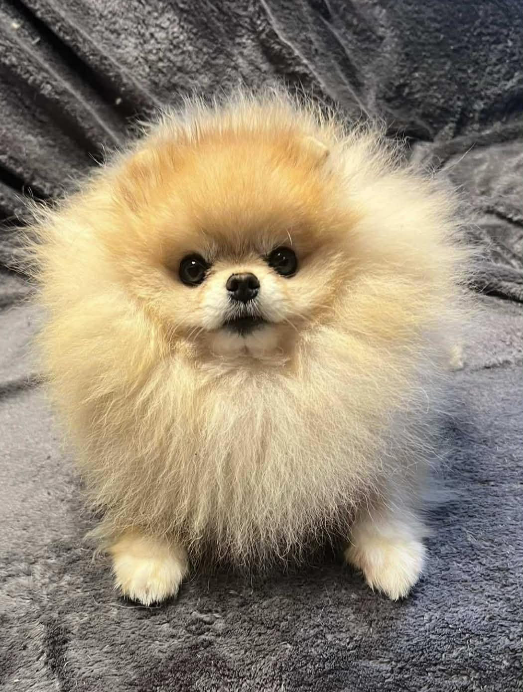 Publication : Mon Amour De Pomeranien