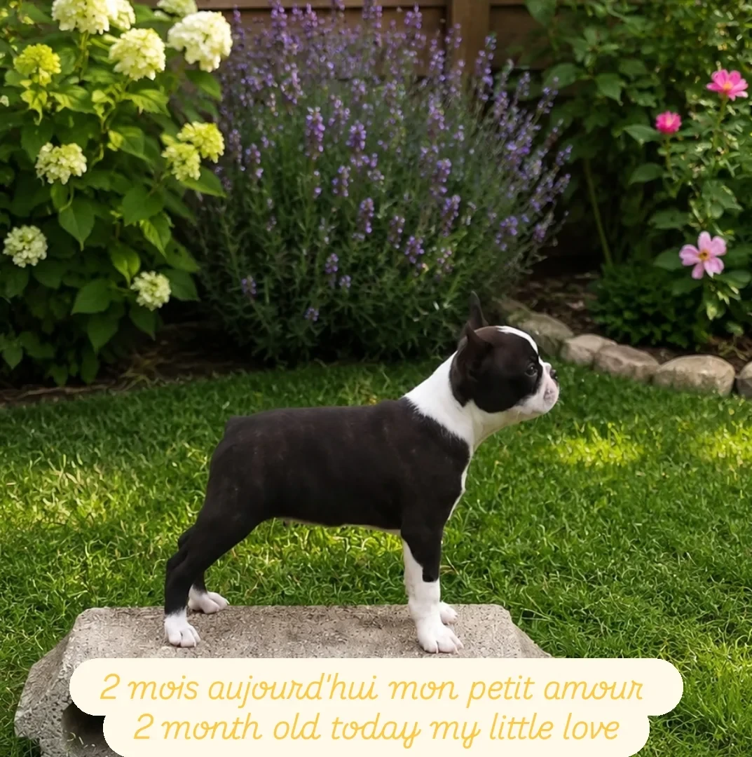 Publication : De L'esprit Du Chien Auteur : De L'Esprit du Chien
