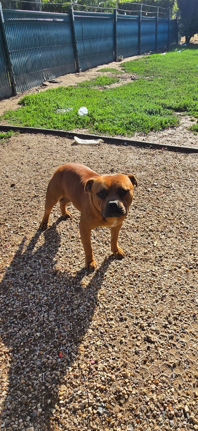 Publication : Du Domaine des Rois Canins  