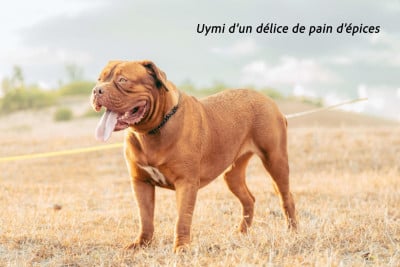 Étalon Dogue de Bordeaux - Uymi des délices d un pain épices Des DDB De Bourbon