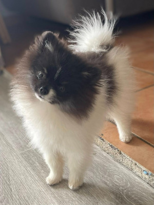 Étalon Spitz allemand - Armony Black Parti du Crystal Noir
