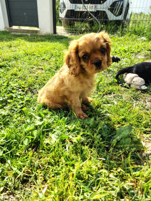 Étalon Cavalier King Charles Spaniel - Billy Des Lutins D'Ursuvic