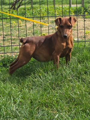 Étalon Pinscher nain - Angel des Princes Pinscher