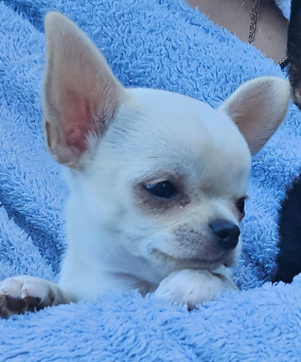 Étalon Chihuahua - Baby Love dit Bella Du Domaine Des Grands Causses