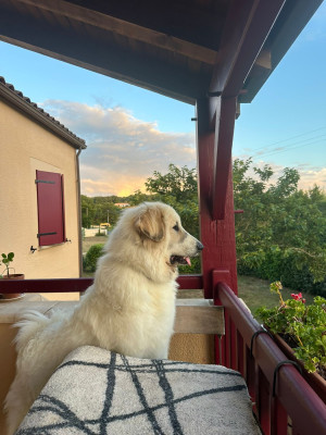 Étalon Chien de Montagne des Pyrenees - V'Sky Des Lords De Mao