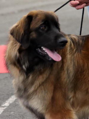 Étalon Leonberger - ARYA Des Terres Noires D'Epona