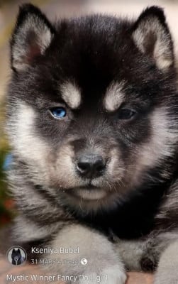 Étalon Siberian Husky - Mystic Winner Fancy Doll