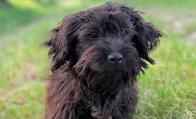 Étalon Bichon Havanais - Alphie Blue De La Vallée Du Petit Pré