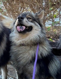 Étalon Eurasier - CH. Vegvisir visenya Des crinières de feu