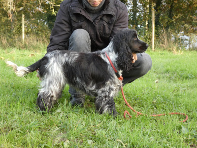Étalon Cocker Spaniel Anglais - Uvea breizh des dames de la forêt barrade