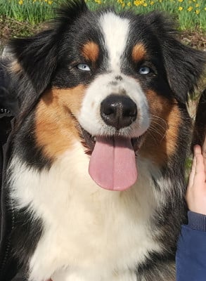 U'TAIGA of Fantasia Collies