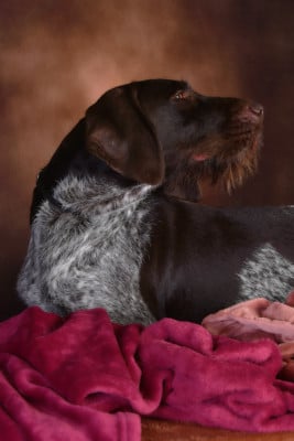 Étalon Chien d'arrêt allemand à poil dur - Utesse du clos des bons crus