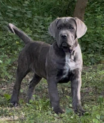 Étalon Cane Corso - bianka Sierra Velanaty