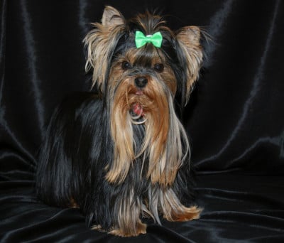 Étalon Yorkshire Terrier - Let's Go Baby A SWEETY BOY