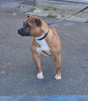 Étalon Staffordshire Bull Terrier - U'abby Gardians Of Mel