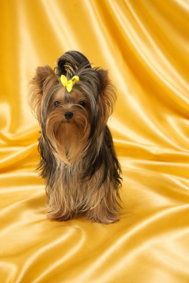 Étalon Yorkshire Terrier - ANN ANGIE nové kasio