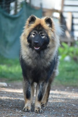 Étalon Eurasier - Aika Umiko Des Diamants De L'océan